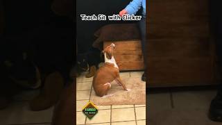 Clicker Training Teach Your Dog to Sit in Minutes [upl. by Tiphani421]