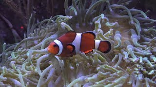 Clownfische TropenAquarium Hagenbeck März 2018 4K [upl. by Mutz]