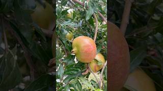 Pomegranate Tree Ready for Harvest A Stunning Display of Nature’s Bounty [upl. by Bravar]