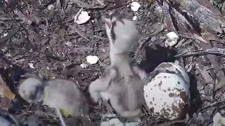 🪶 Port Lincoln Osprey🐥🐥🐣Chick 2 did not survive the night chick 3 hatches October 9 2024 [upl. by Selig152]