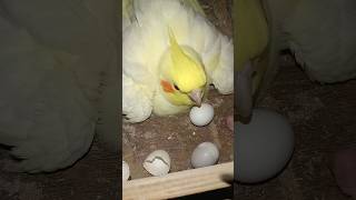 Cockatiel Birds 🦜 shortsfeed minivlog birdslover lovebirdsvlogs parrot parakeet [upl. by Augustin]