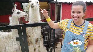 Animales de la granja reales para niños de preescolar Rancho Mágico lugares para visitar con niños [upl. by Cannon]