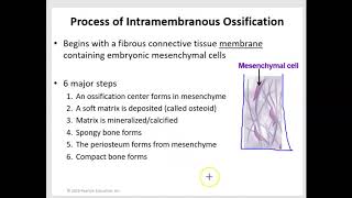 Intramembranous and Endochondral Ossification [upl. by Ferdy]