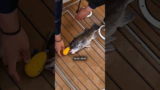 The Ethical way to Kill Fish shorts fishing [upl. by Kopans254]