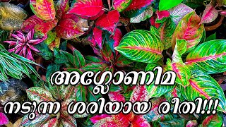 ആഗ്ലോണിമ ഇങ്ങനെ നട്ടു നോക്കു  Aglaonema Plant Care and Easy Propagation Methods in Malayalam [upl. by Telrats]