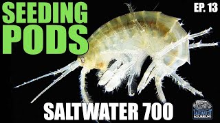 SEEDING Your Saltwater Tank With Copepods  Saltwater 700 [upl. by Shivers732]