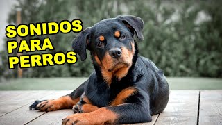 Sonidos que los Perros Adoran [upl. by Maffei]