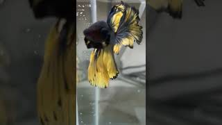 shortsfeed beautiful blue mustard gas fullmoon rosetail betta fish available viral [upl. by Shirleen203]