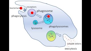 GENERAL PATHOLOGY 16  chemotaxis  phagocytosis  cells of inflammation DR SAMEH GHAZY [upl. by Hammad559]