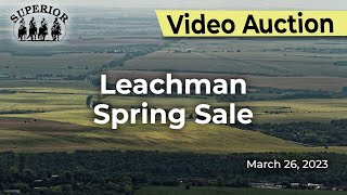 Leachman Cattle [upl. by Humble170]