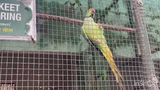 Gwalior Zoo  lion  tiger  hippo  and lots of animal [upl. by Avrenim]