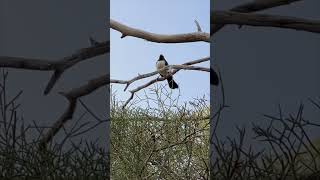 Newhaven Wildlife Sanctuary Central Australia [upl. by Anelagna]