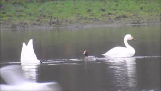 Bewick Swans at Lambton Pond [upl. by Sloan]