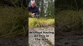 Cutting back Carex grass ornamentalgrass [upl. by Eedyak]