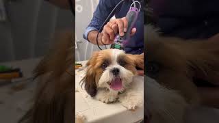 My first grooming🐶🧿 trending cute ytshorts grooming youtubeshorts pets petlove doglover [upl. by Cairns147]