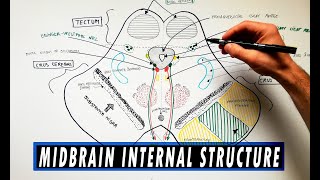 Midbrain  Cross section  Internal structure  Neuroanatomy Tutorial [upl. by Sivrup]