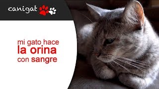 mi gato al orinar hace sangre [upl. by Aliuqa]