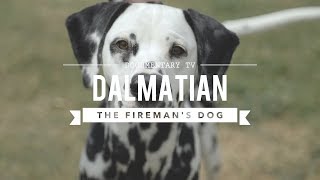 ALL ABOUT DALMATIANS THE FIREHOUSE DOG [upl. by Eramal]