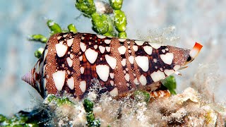 Living cone shells from Kwajalein [upl. by Smaoht]