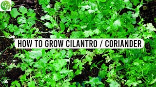 How to grow Cilantro or Coriander from seed at home [upl. by Lyon]