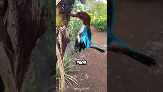 Why does the kingfisher bird do this 😱 [upl. by Nilekcaj730]