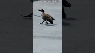 A mating pair of Canada Geese HONKING on ice [upl. by Torrance]