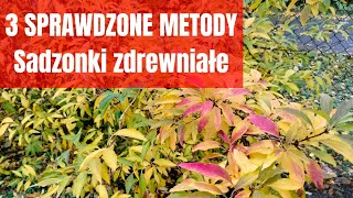 Jak zrobić sadzonki forsycjijak rozmnożyć forsycję NAJPROSTSZE METODY [upl. by Sirromad170]