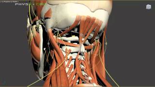 Headaches  Mechanical and Nutritional Causes of Headache Pain [upl. by Ellenhoj876]