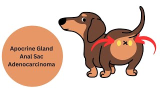 Canine Apocrine Gland Anal Sac Adenocarcinoma aka AGASACA [upl. by Fawcette]