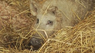 Pitt Cues Tom Adams on raising his rarebreed Mangalitsa pigs [upl. by Sommer796]