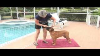 Ranger Bullmastiff Puppy Training  Video Production [upl. by Watters]