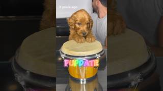 Pupdate Where are they now goldendoodle puppies doodlepuppy [upl. by Eniarda951]