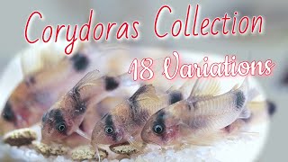 CORYDORAS FISHROOM TOUR 18 different Species of CORY CATFISH [upl. by Rehprotsirhc575]