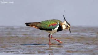 Northern Lapwing Call  Voice  Sounds  Vocals [upl. by Drarehs234]