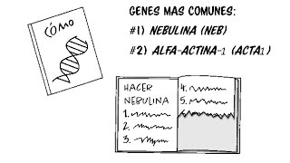 Miopatía Nemalínica [upl. by Maribelle]