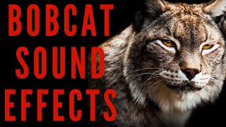 BOBCAT SOUND EFFECTS  Bobcat Sounds  maktubytv [upl. by Asirap]