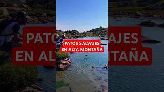 PATOS DE ALTA MONTAÑA LA FASCINANTE MIGRACIÓN QUE NO CONOCÍAS [upl. by Ahsilahs]