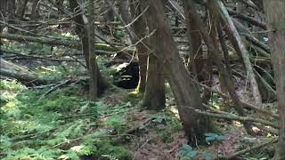 What a bear den looks like Black Bear Wisconsin How to find a bear den [upl. by Petigny]