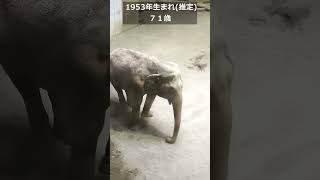 【アジアゾウ 多摩動物公園】71歳のアヌーラは飼育員さんに見守られ元気に砂浴び Shorts tamazoo elephant [upl. by Ramu729]