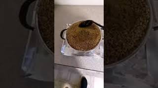 How to Prepare Sorghum milo for grain spawn  Royal Adirondack Mushrooms [upl. by Aranahs]