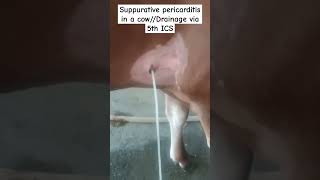 Suppurative pericarditis in cowPericardiocentesis via 5th ICSTPTRP in cow [upl. by Ettenrahc]