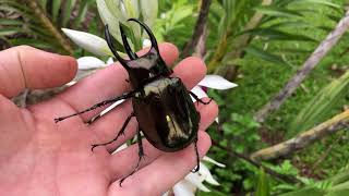 Beautiful Chalcosoma Male [upl. by Ahdar907]