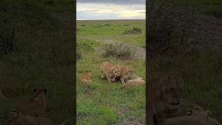 Why they are soo aggressive🤨 lioness lion africanwildlife [upl. by Bing698]