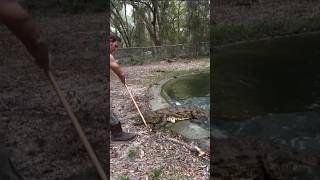 Today I tried feeding Akila the Nile crocodile CuteAnimals educational coati coatimundi shorts [upl. by Ahtivak]