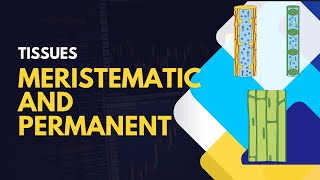 Tissues Meristematic and PermanentIN DETAIL [upl. by Livvie]