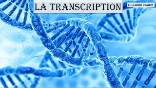 Cours de biologie moléculaire 3 La transcription de lADN en ARNm [upl. by Anoval]