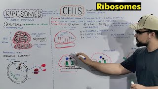 Ribosomes Protein Making Factory Structure and Function of Ribosomes Detailed Series [upl. by Hgielhsa]