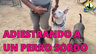 ADIESTRAR A UN DOGO PITBULL SORDO  DESDE INICIO [upl. by Nitsu]