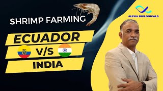 Ecuador VS India Shrimp Farming Practices Telugu [upl. by Bibbye54]