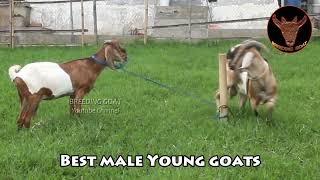 Special Big young Goat meetinmg at my farm  Male anglo goat inspiration for future [upl. by Ecnatsnoc439]